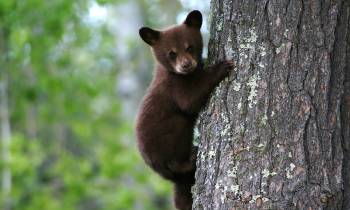 Black Bear