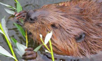 a close up of an animal