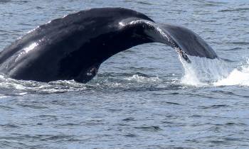 a whale jumping out of the water