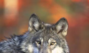 a close up of an animal