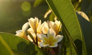 Frangipani