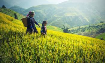 Fields in Cambodia