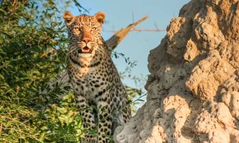 a leopard standing on a rock