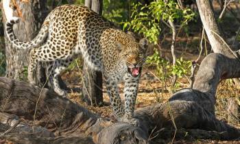 Leopard in Botswana