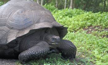 a turtle lying in the grass