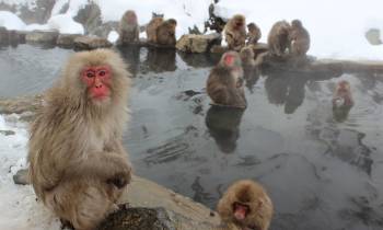 Snow monkeys Japan