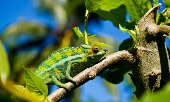 a lizard on a branch