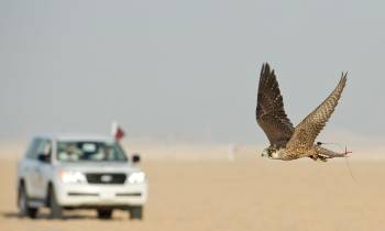 Jeep Safari, Qatar