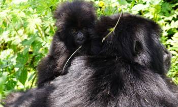 a black bear sitting on a branch