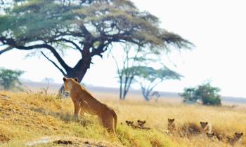 a herd of giraffe standing on top of a dry grass field