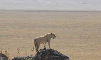 Lion at Ngorongoro crater
