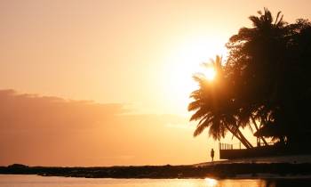 a tree with a sunset in the background