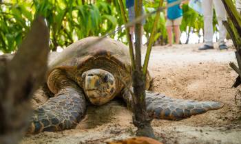 a turtle on a dirt road