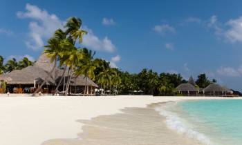 a group of palm trees on a beach near a body of water