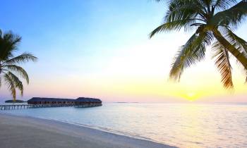 a beach with a palm tree in front of a body of water