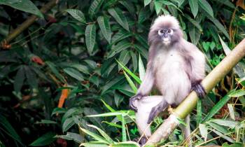 a monkey sitting on a branch