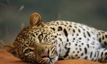 a cat lying on top of a leopard
