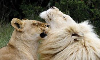 a lion looking at the camera