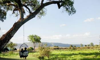 a large tree in a grassy field