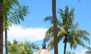 a group of palm trees in front of a house