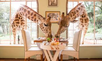 Two giraffes entering through a window and feeding on a breakfast spread at Giraffe Manor in Nairobi