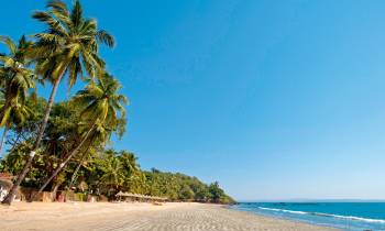 A scene on the Goa beach with coconut trees and blue waters
