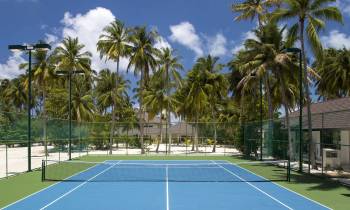 a palm tree on a court with a racket