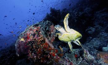 a turtle swimming under water