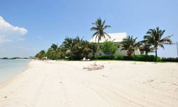 a sandy beach with palm trees