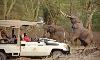 Elephants on safari