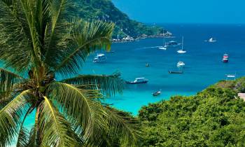 a group of palm trees next to a body of water