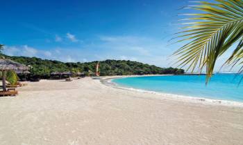 a group of palm trees on a sandy beach next to the ocean
