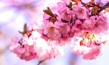 a close up of a flower