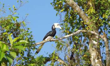 Hornbill