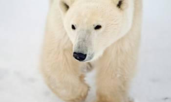 a polar bear looking at the camera