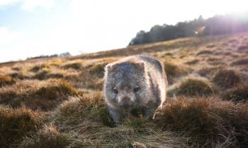 Kangaroo Island