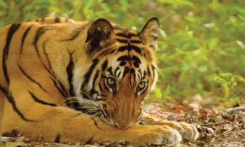 Tiger in Bandhavgarh National Park