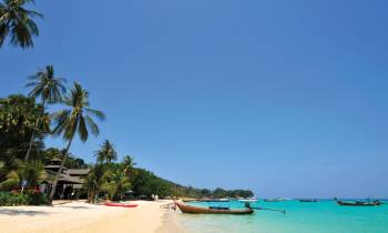 a group of palm trees on a beach near a body of water