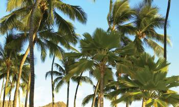 a group of palm trees next to a pool of water