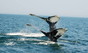 a man flying through the air over a body of water