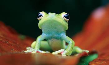 a close up of a frog