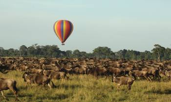 a herd of cattle standing on top of a grass covered field