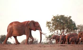 a large brown elephant standing in the dirt