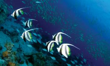 Marine life, Seychelles