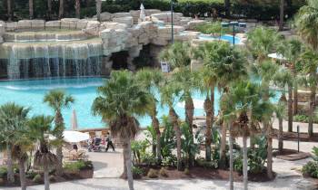 a group of palm trees
