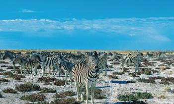 Zebra in the Etosha National Park