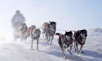 a dog running in the snow
