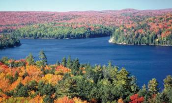 a body of water surrounded by trees