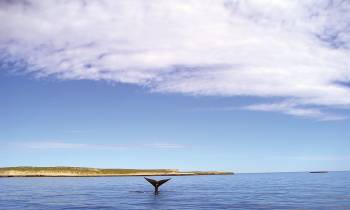 a large body of water