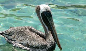 a bird swimming in water